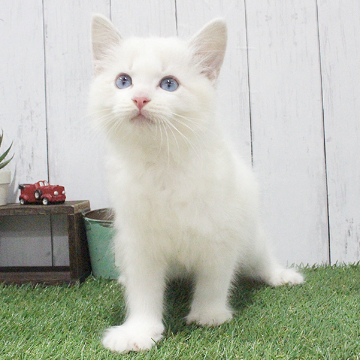 animal_image