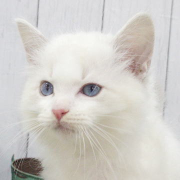 animal_image