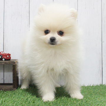 animal_image