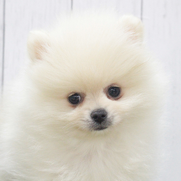 animal_image