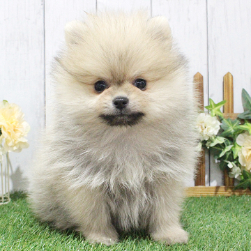 animal_image