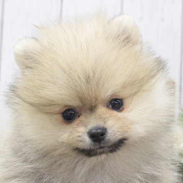 animal_image