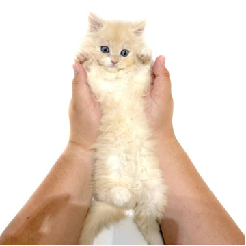 animal_image