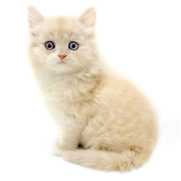 animal_image