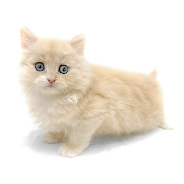 animal_image