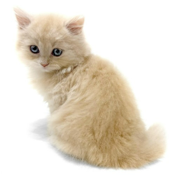 animal_image