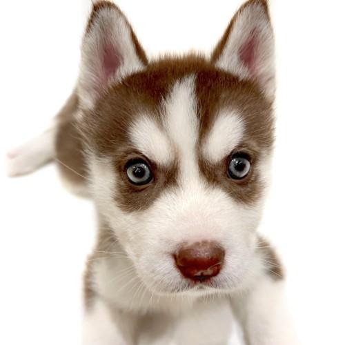animal_image