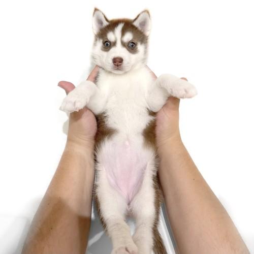 animal_image