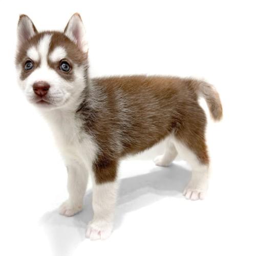 animal_image