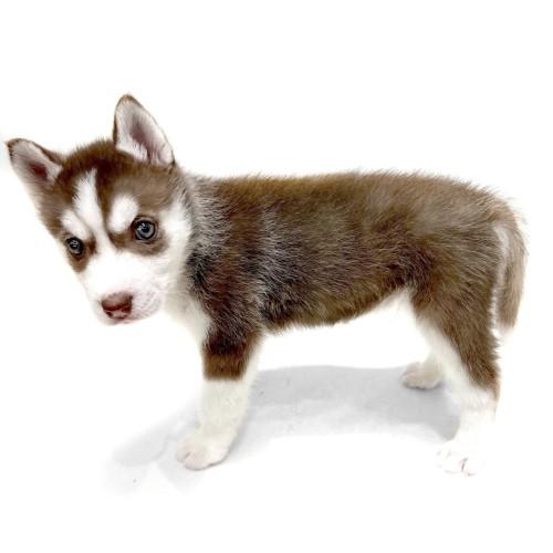 animal_image
