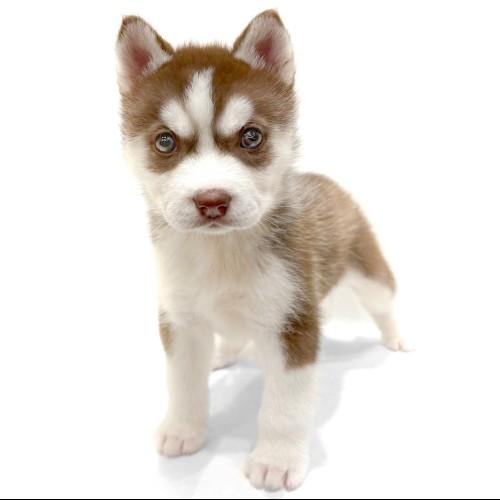 animal_image