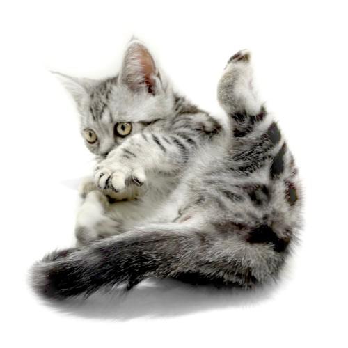 animal_image