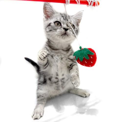 animal_image