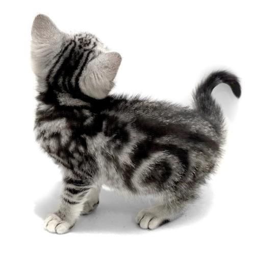 animal_image