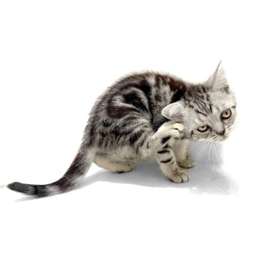 animal_image