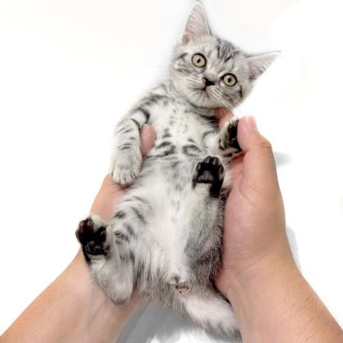 animal_image