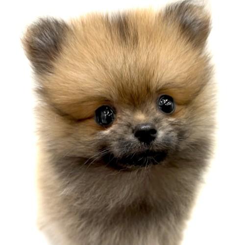animal_image