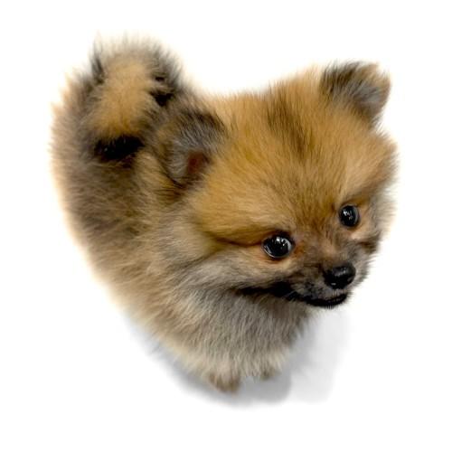 animal_image
