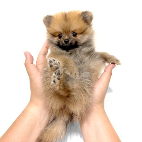animal_image
