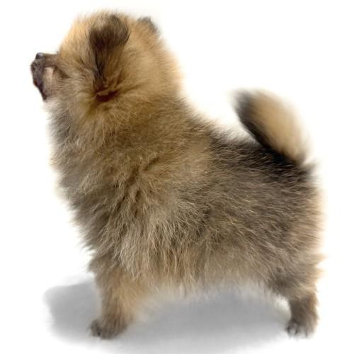 animal_image