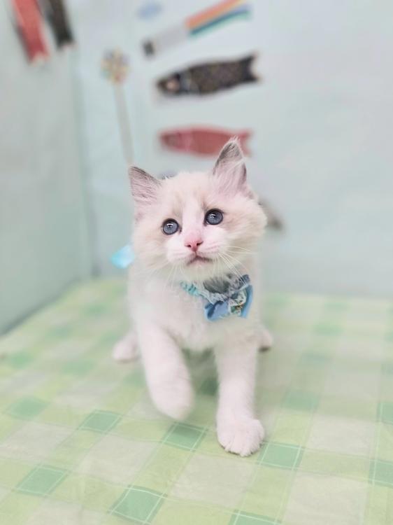 animal_image