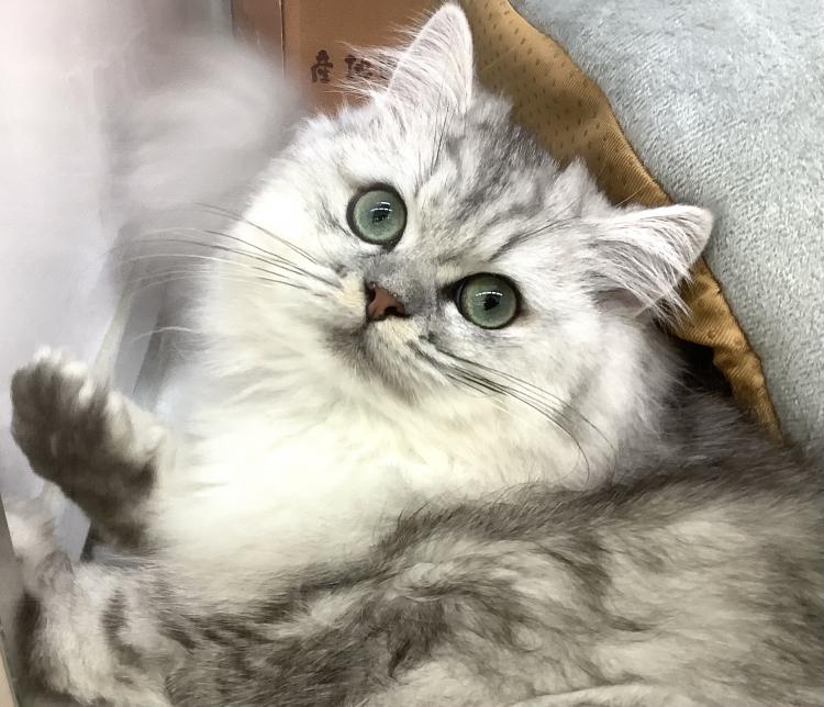 animal_image