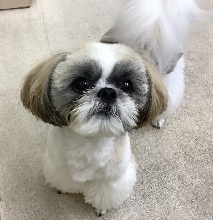 animal_image