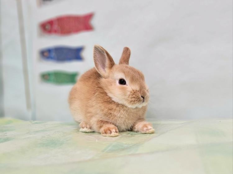 animal_image