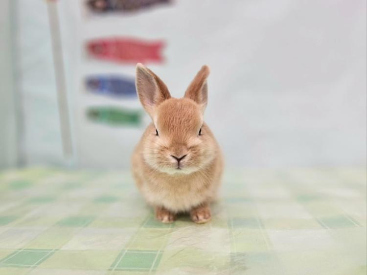 animal_image