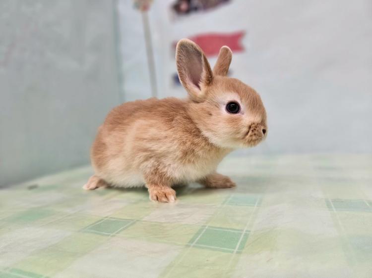 animal_image