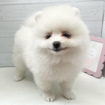 animal_image