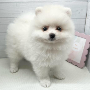 animal_image