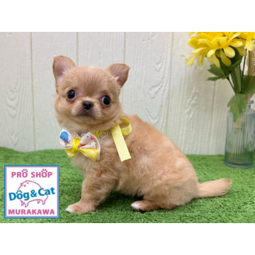 animal_image