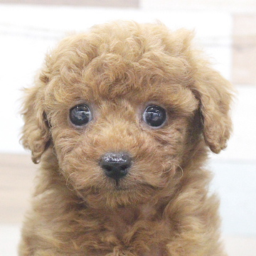 animal_image