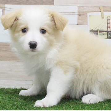 animal_image
