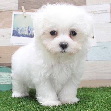 animal_image
