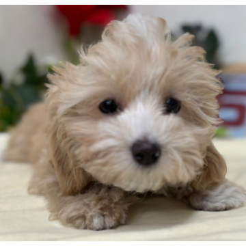animal_image