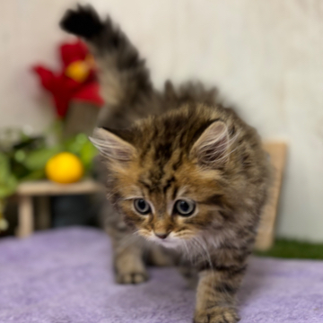animal_image