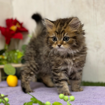 animal_image