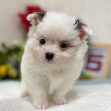 animal_image