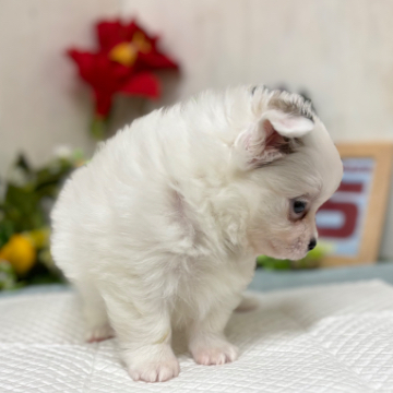 animal_image