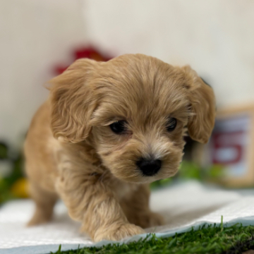 animal_image
