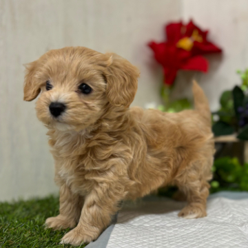 animal_image