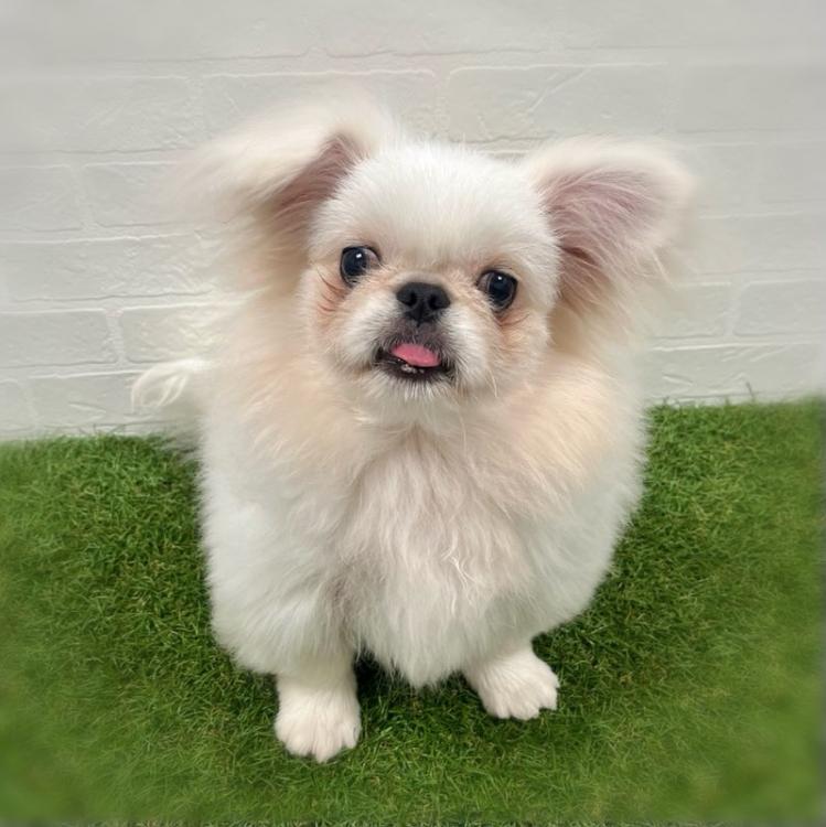 animal_image