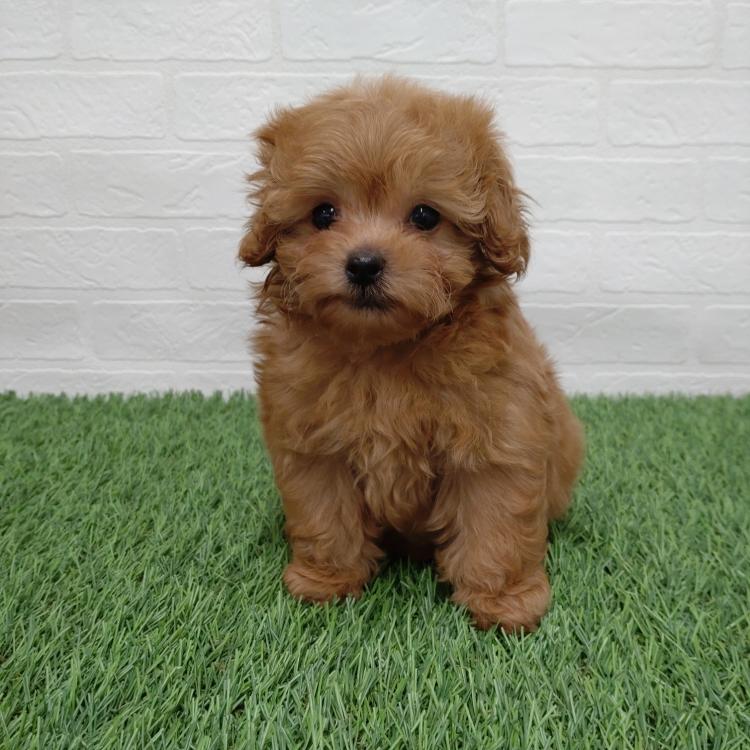 animal_image