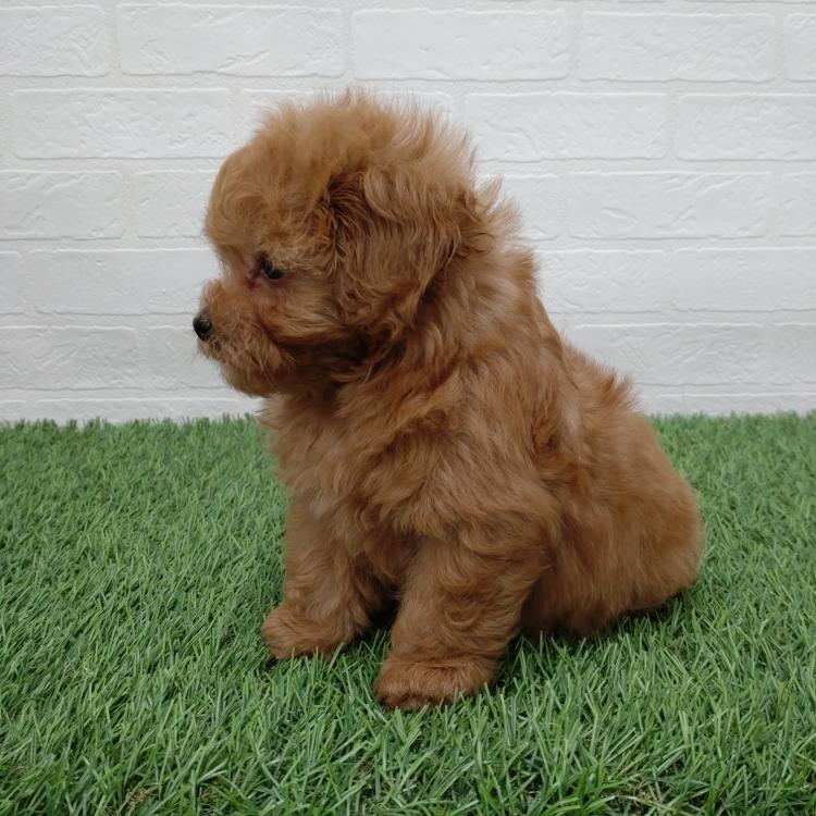 animal_image