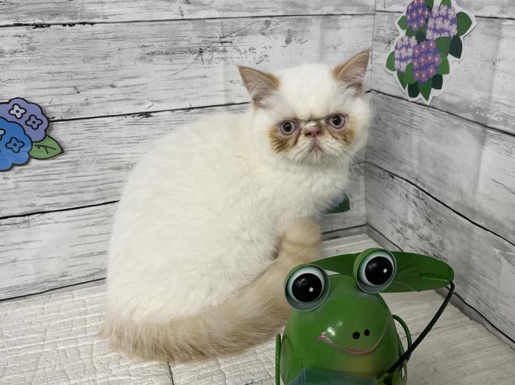 animal_image