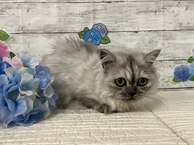 animal_image