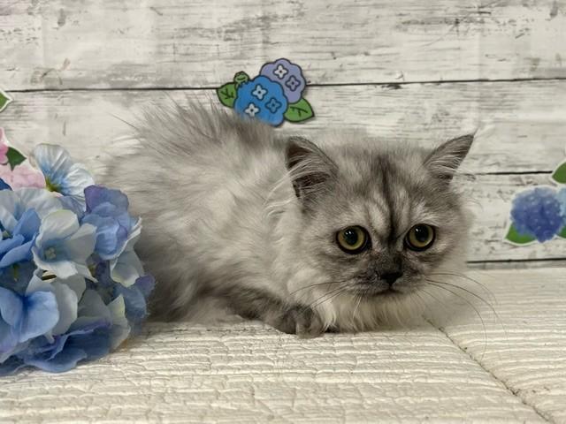 animal_image