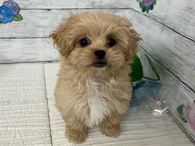 animal_image